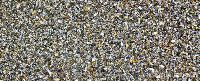 Ocean 8527.jpg - Mosaïque de coquillages (Bretagne, France, décembre 2011)